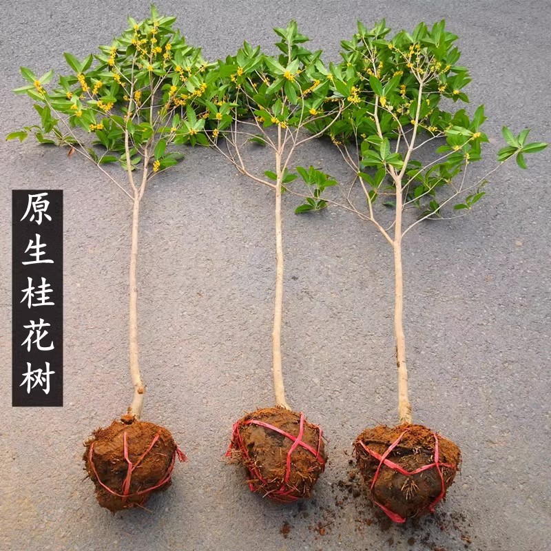 桂花树苗四季桂大型花卉八月庭院原生高杆金丹天香台阁沉香地盆栽