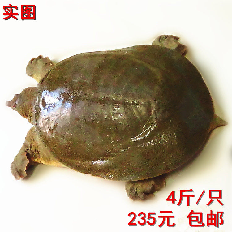 水库露天放养生态大甲鱼老鳖 团鱼水鱼4斤每只公鳖 顺丰包邮 包活