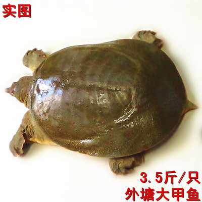 大甲鱼放养老鳖大甲鱼包邮