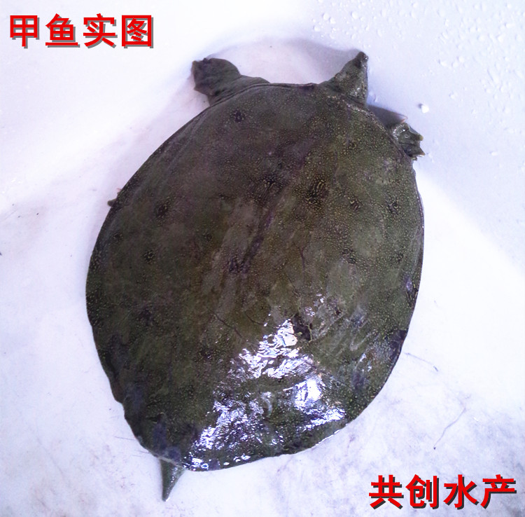 水库放养 非养殖精品梅花甲鱼 老鳖  2-2.5斤/只 顺丰运到包活