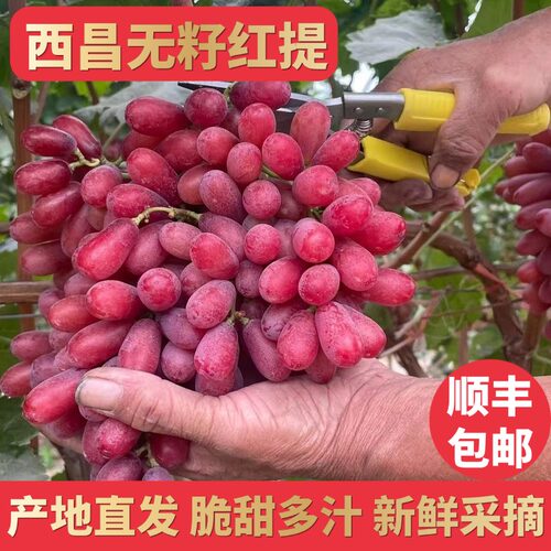 无籽红提高原新鲜水果葡萄