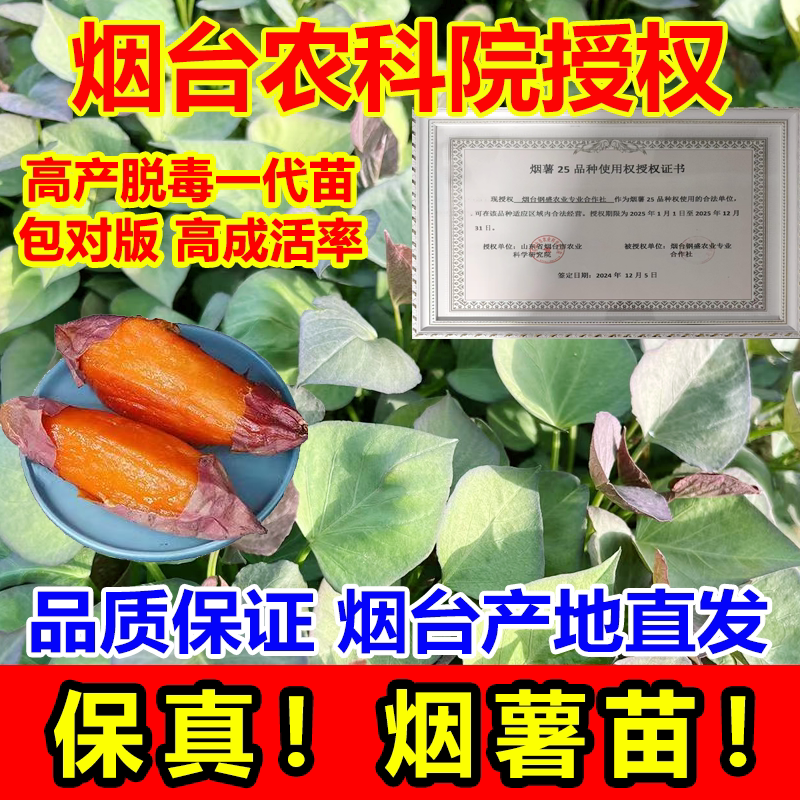 烟台农科院一代脱毒烟薯苗烟薯25号红薯苗秧苗地瓜种子高产原种苗