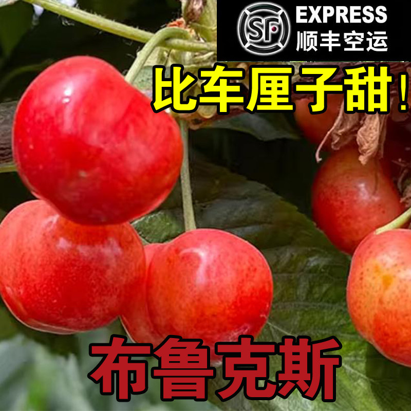 山西运城绛县冰糖脆布鲁克斯大樱桃新鲜水果孕妇现摘车厘子礼品