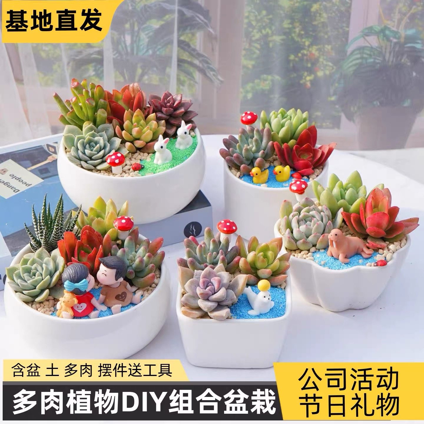 多肉植物组合盆栽含陶瓷花盆土桌多肉植物