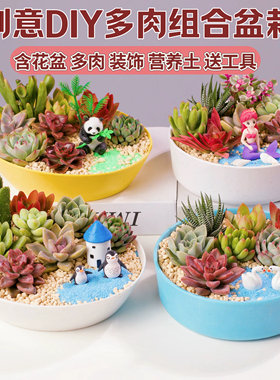 多肉植物组合盆栽套餐多肉DIY微景观防辐射含盆含土室内绿植花卉
