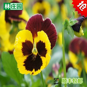 新鲜三色堇鸢尾花可食用鲜花 盒装 用于装饰满5盒顺丰包邮
