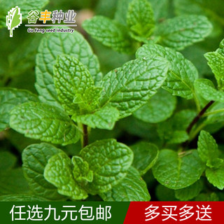 河南十香菜种籽种子石香菜薄荷食用鱼香草四季鱼香菜盆栽孑蔬菜苗