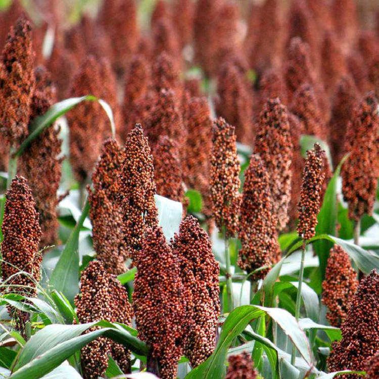 徐优一号杂交红高粱种子红缨子高产矮杆大田高粱种籽甜五谷杂粮孑