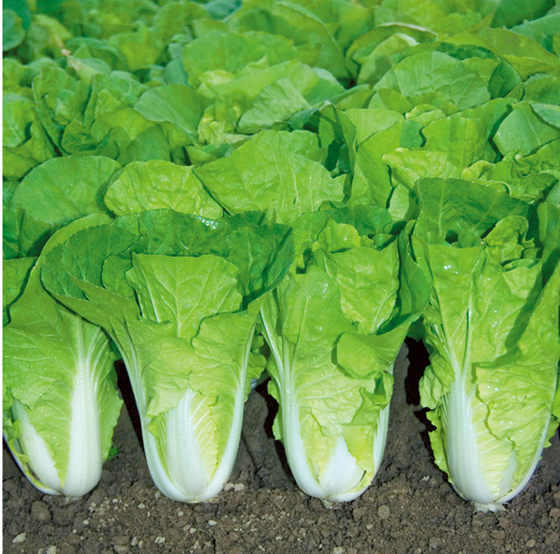 四季速生快菜种子花心奶油小白菜蔬菜籽申荣大田春秋季20天成熟孑