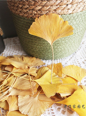 真树叶银杏叶植物标本叶片合集押花花束材料幼儿园手工桌面道具