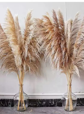 新品北欧风网红大芦苇蒲苇干花永生花蓬松婚庆装饰道具摆拍
