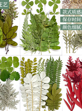 干花压花花材包绿色混合集植物标本滴胶手机壳相框干草包diy材料