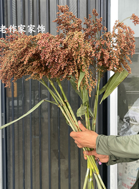 大红高粱穗干花拍摄道具表演造景布置家居装饰天然永生花束真花