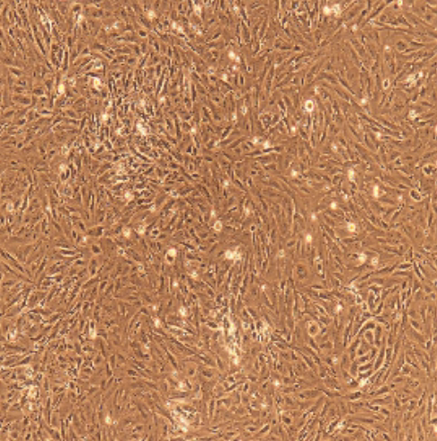人原代前列腺上皮细胞 Prostate Epithelial Cells  科研用品