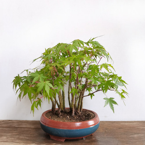 山红叶 盆景盆栽绿植枫树 丛林式盆景