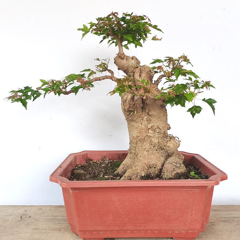 中型盆景 小叶红芽三角枫 已发芽,鲜花速递/花卉仿真/绿植园艺,造型盆景,淘宝优惠券,粉丝福利购,淘宝优惠卷