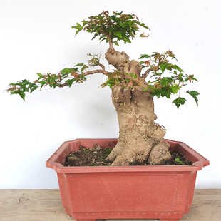 中型盆景 小叶红芽三角枫 已发芽