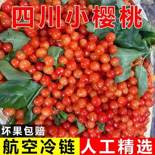 四川小樱桃凉山农家土樱桃童年味道孕妇水果现摘 顺丰空运达