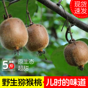 陕西秦岭野生猕猴桃新鲜包邮老品种小猕猴桃绿心可泡酒硬果即食