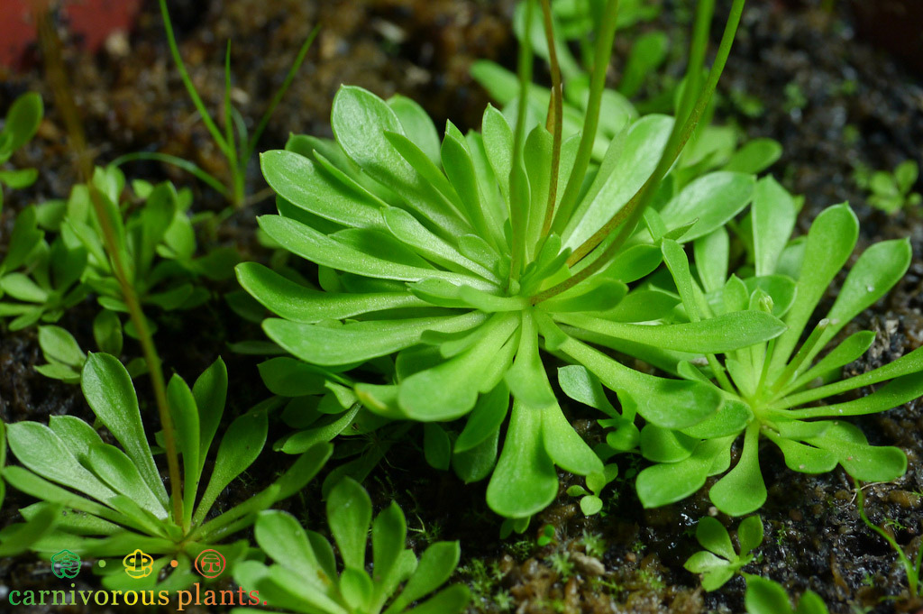 食虫丹波花柱虫子萌物特价植物