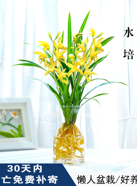 水培香水兰花苗金黄色室内植物浓香四季建花卉耐寒植物冬季带花苞