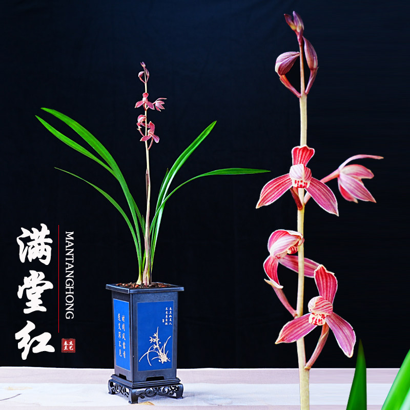 夏季带花苞出售 满堂红 建兰四季兰花苗现红色花好养花卉绿植盆栽