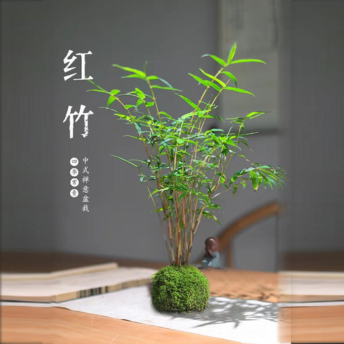 红观音竹客厅净化空气迷你竹子