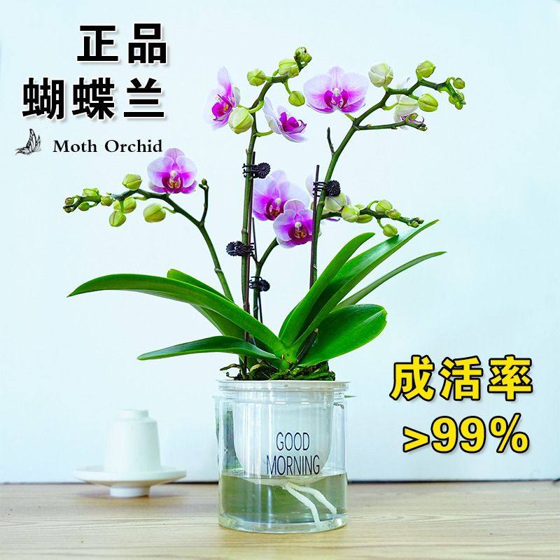 带花苞蝴蝶兰黄粉色精品苗净化空气水培懒人好养网红室内客厅花卉