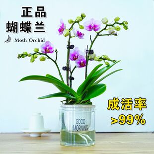 带花苞蝴蝶兰黄粉色精品苗净化空气水培懒人好养网红室内客厅花卉