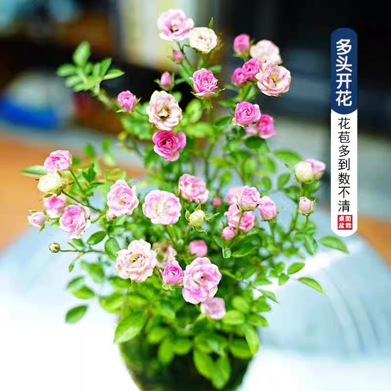 带花苞四季开花迷你超微型月季苔藓球阳台净化空气办公桌面绿花卉