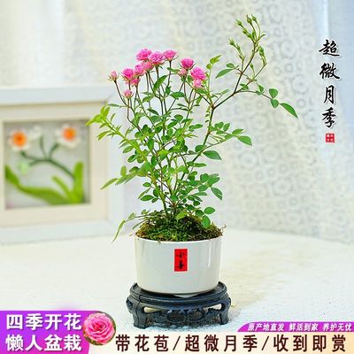 超微月季四季开花卉客厅