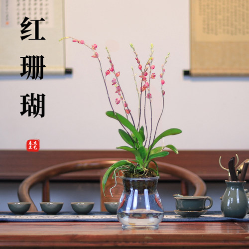 洋兰红花懒人绿植小盆栽