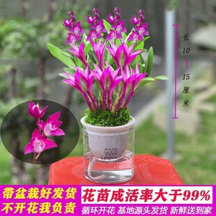 七彩香水石斛兰花四季好养花卉绿植浓香型懒人桌面水培盆栽