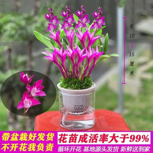 七彩香水石斛兰花四季