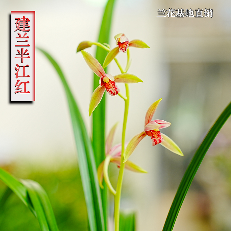 浓香兰花苗双色红花半江红四季兰建兰草室内阳台花卉盆栽绿植好养