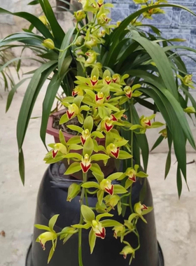 云南虎头兰浓香型阳台正品红嘴鸥室内盆栽花卉四季客厅兰花