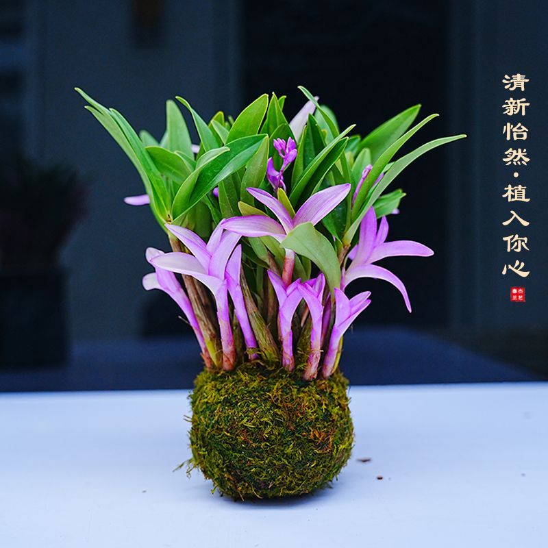 新品七彩香水石斛兰花苗冬季带花苞开花浓香型净化空气耐热寒室内