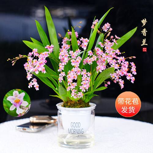 带现花香水文心兰粉色花开花浓香型懒人办公室客厅花卉绿植物桌摆