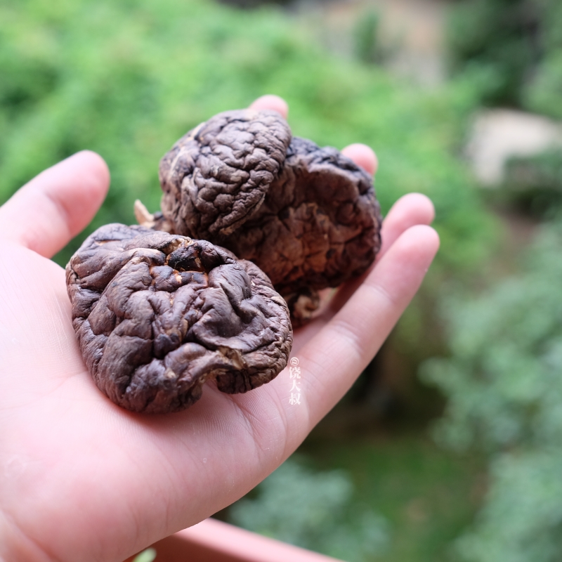 深山野生椴木香菇丑丑的很香