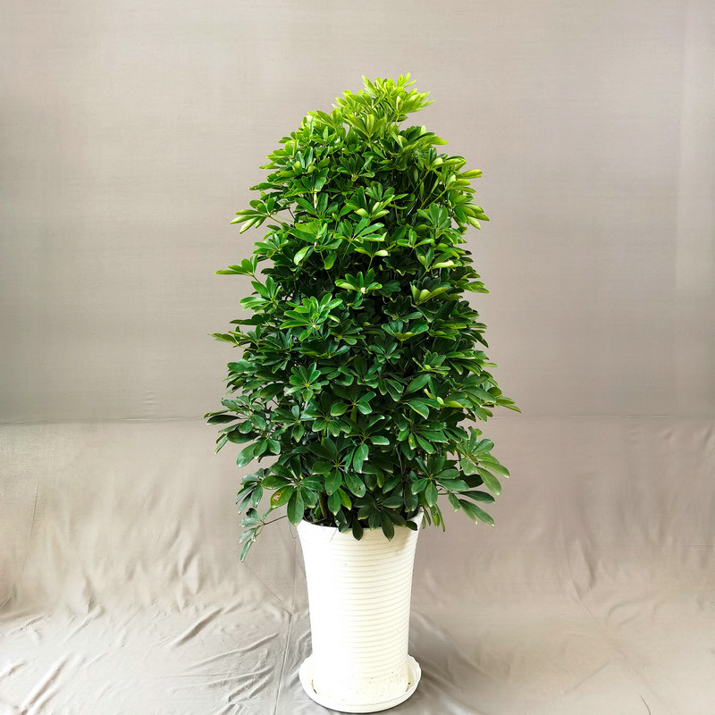 西安同城招财树鸭脚木鸭掌大型绿植盆栽室内摆办公室乔迁开业花卉