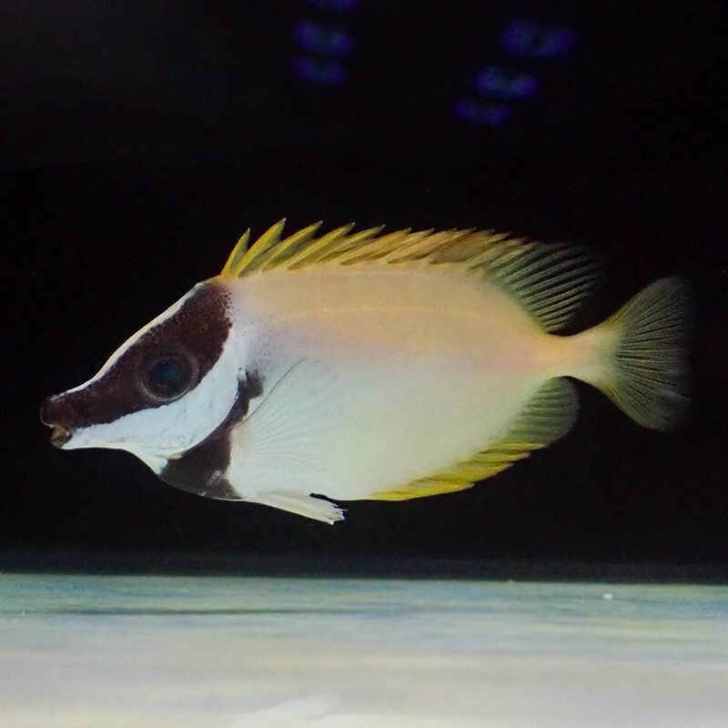 人工黄狐狸鱼海水观赏鱼宠物鱼