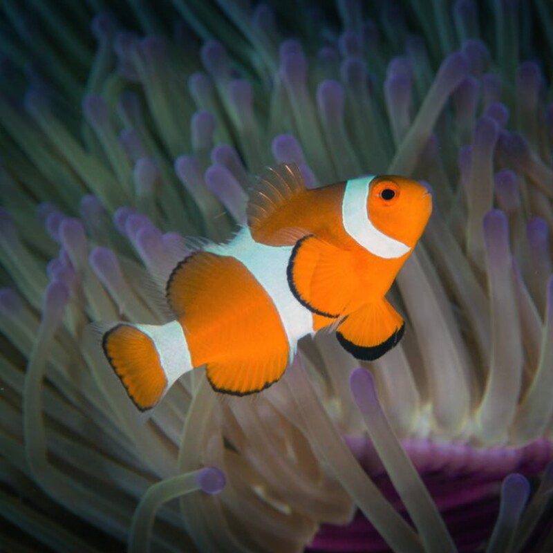 人工公子小丑鱼海水观赏鱼海葵共生鱼海缸珊瑚缸宠物鱼活鱼已检疫