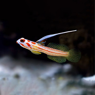 白天线虾虎海水观赏鱼鱼活体海缸珊瑚缸宠物鱼虾虎鱼已检疫