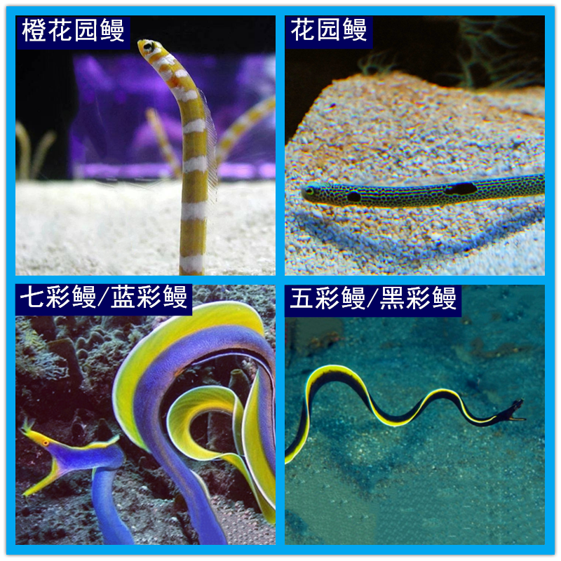 橙花园鳗 海水观赏鱼水族宠物海鱼海洋生物 七彩鳗 五彩鳗 蓝彩鳗