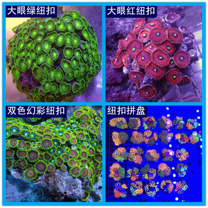 海水观赏生物纽扣拼盘大眼绿纽扣