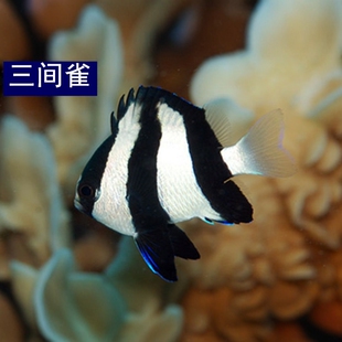 三间雀海水观赏鱼三间魔闯缸鱼雀鲷海缸珊瑚缸小型宠物鱼水族活鱼