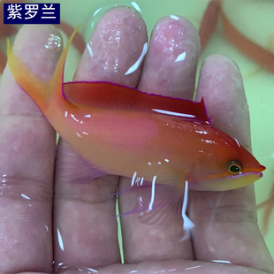 紫罗兰海金鱼海水观赏鱼海缸珊瑚缸宠物鱼水族活体鱼已检疫