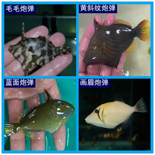蓝面炮弹海水观赏鱼水族宠物鱼海鱼毛毛炮弹翡翠黄斜纹画眉炮弹鱼