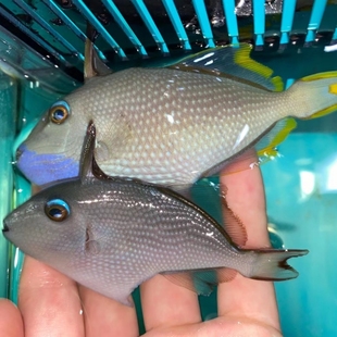 蓝面炮弹海水观赏鱼海缸宠物鱼水族活体鱼炮弹鱼已检疫