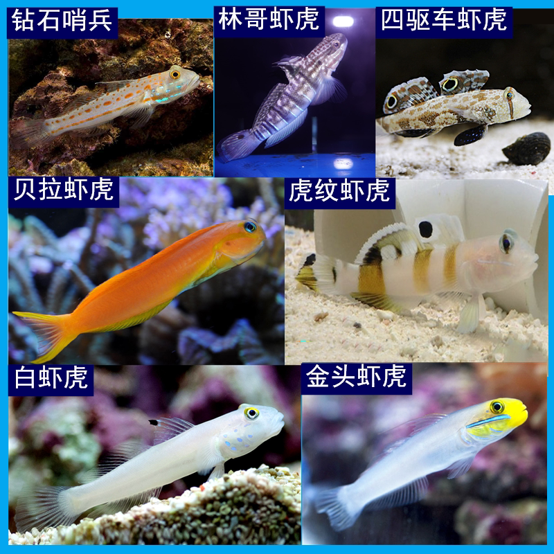 钻石哨兵虾虎鱼 海水鱼观赏鱼  白四驱车虾虎林哥贝拉 金头白虾虎
